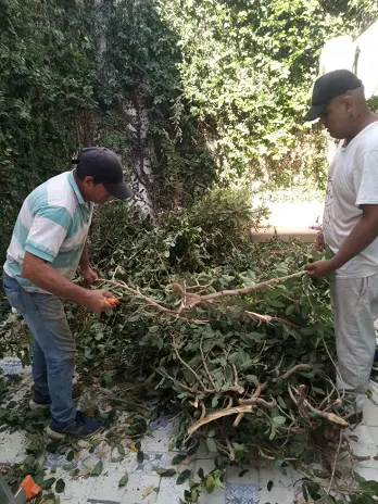 Servicio de Poda de Enredadera en Buenos Aires