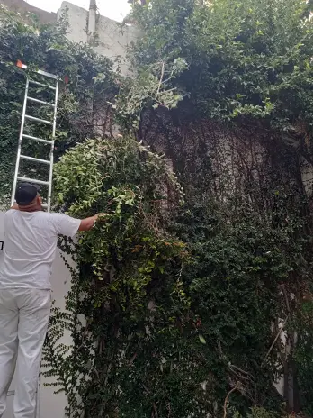 Servicio de Poda de Enredadera en Buenos Aires
