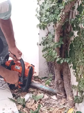Servicio de Poda de Enredadera en Buenos Aires