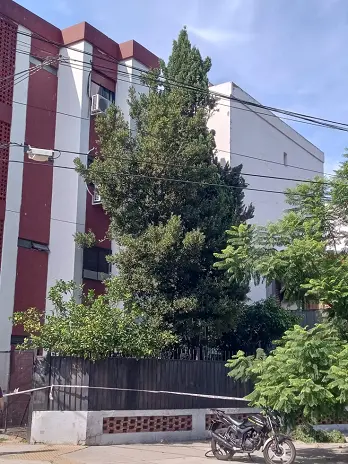 Poda de Altura en Saavedra: Poda de un Pino de 12 Metros y un Laurel – Servicio Profesional y Seguro
