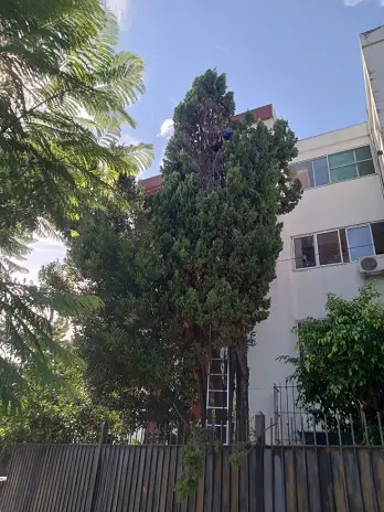 Poda de Altura en Saavedra: Poda de un Pino de 12 Metros y un Laurel – Servicio Profesional y Seguro