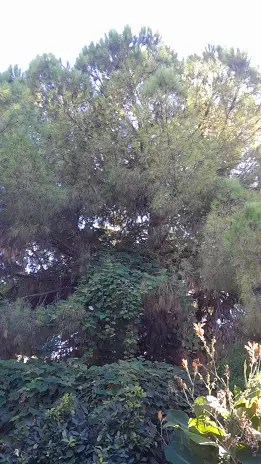 🌲 Poda de Altura en Munro - Vicente López - Buenos Aires. Caso Iris
