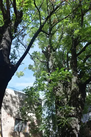 Corte Total de 2 Enormes Árboles en Patio de una Casa en Chacarita – CABA, Buenos Aires