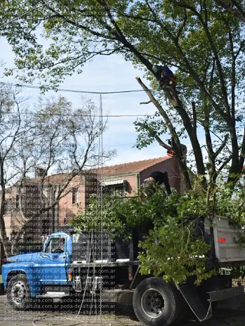 Poda de Altura en Bellavista – Buenos Aires