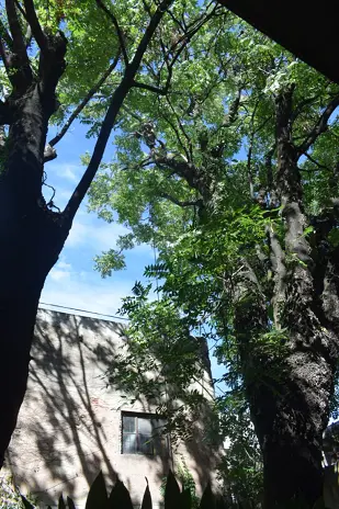 Corte Total de 2 Enormes Árboles en Patio de una Casa en Chacarita – CABA, Buenos Aires