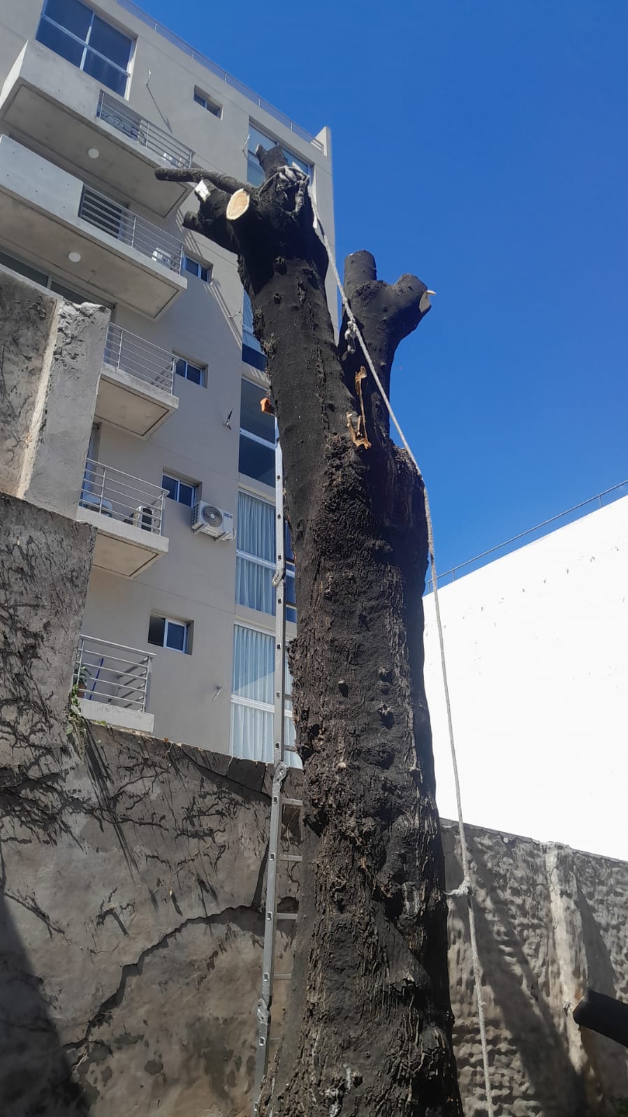 Corte Total de 2 Enormes Árboles en Patio de una Casa en Chacarita – CABA, Buenos Aires