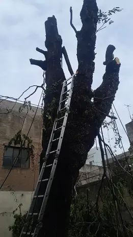 Corte Total de 2 Enormes Árboles en Patio de una Casa en Chacarita – CABA, Buenos Aires