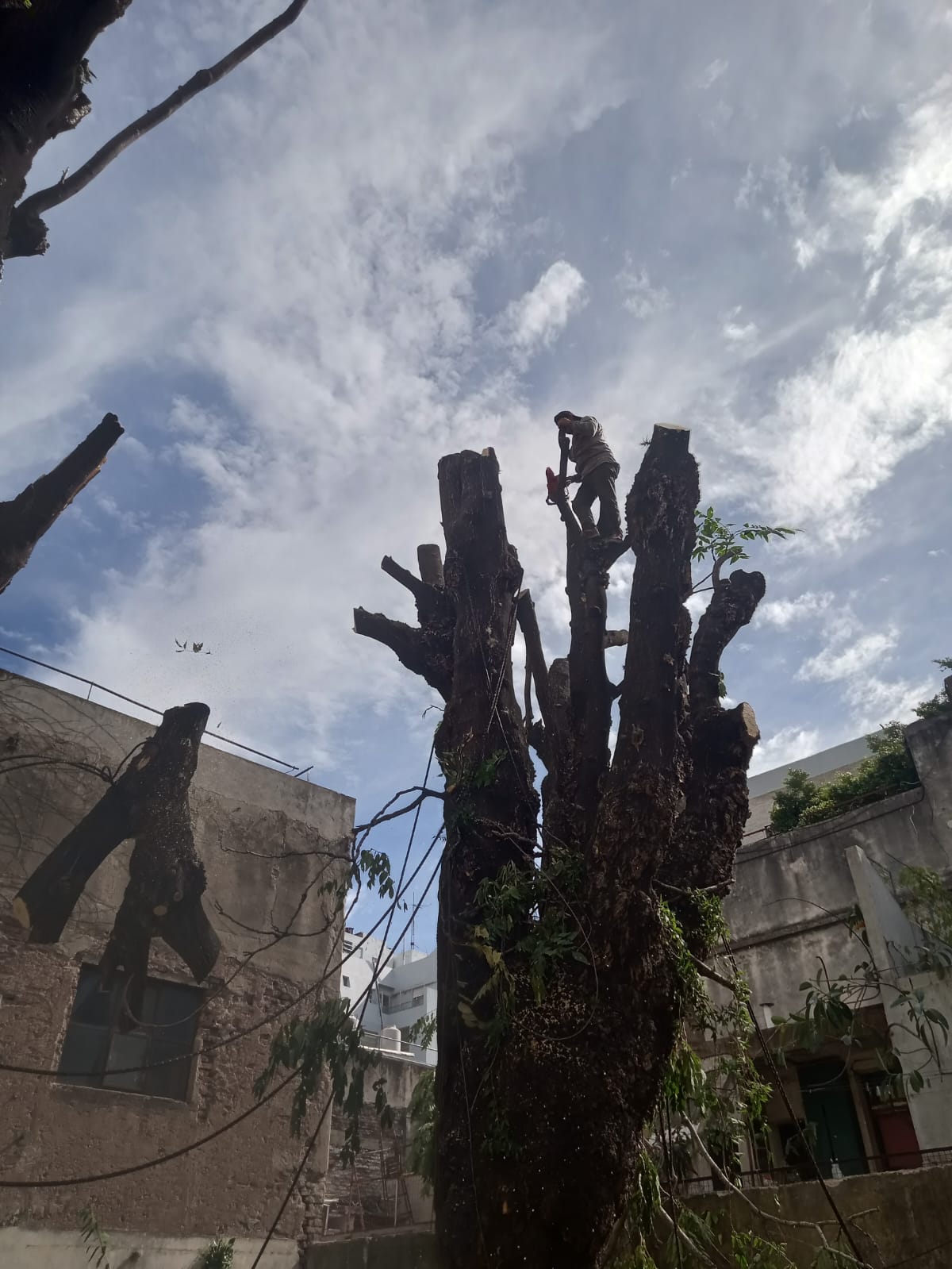 Corte Total de 2 Enormes Árboles en Patio de una Casa en Chacarita – CABA, Buenos Aires