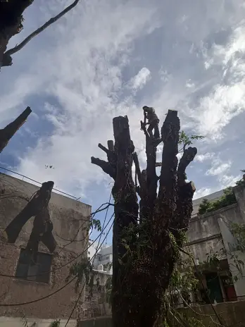 Corte Total de 2 Enormes Árboles en Patio de una Casa en Chacarita – CABA, Buenos Aires