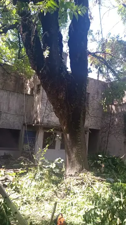 Corte Total de 2 Enormes Árboles en Patio de una Casa en Chacarita – CABA, Buenos Aires