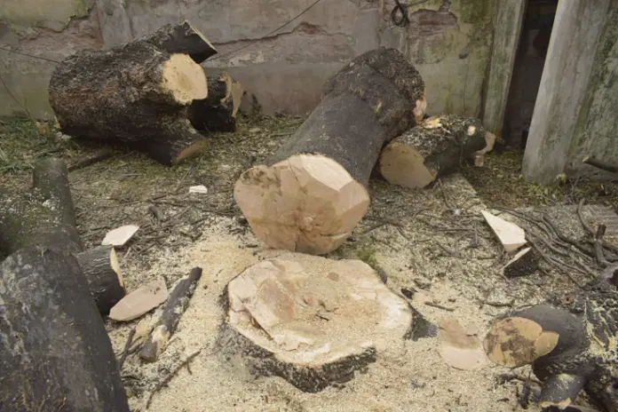 Corte Total de 2 Enormes Árboles en Patio de una Casa en Chacarita – CABA, Buenos Aires