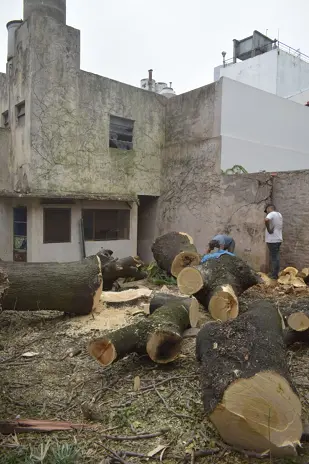Corte Total de 2 Enormes Árboles en Patio de una Casa en Chacarita – CABA, Buenos Aires