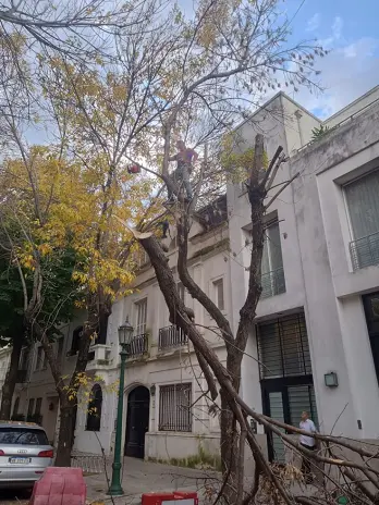 🌳 Servicio de Poda de Altura en Palermo – Buenos Aires