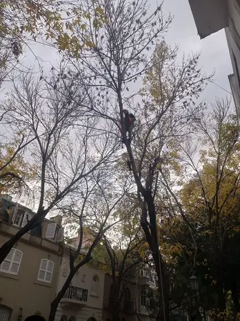 🌳 Servicio de Poda de Altura en Palermo – Buenos Aires