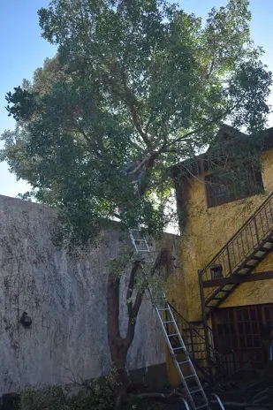 Poda de Altura y Nivelación de Terreno