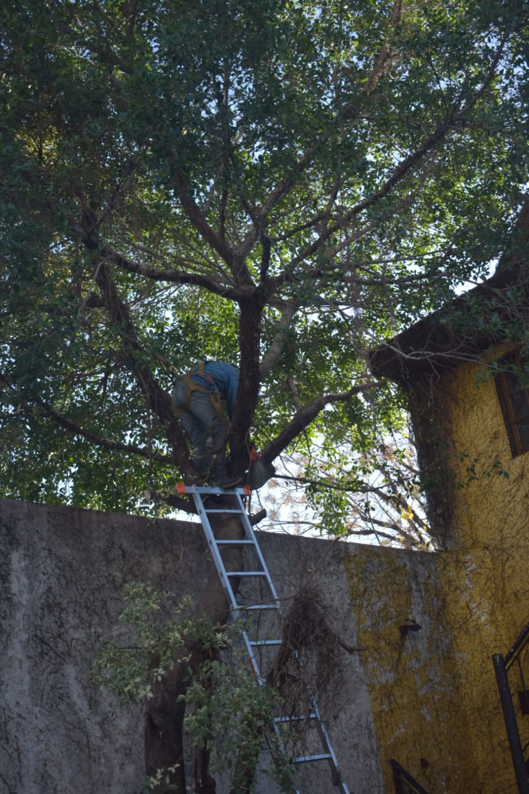 Poda de Altura y Nivelación de Terreno