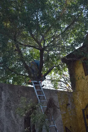 Poda de Altura y Nivelación de Terreno