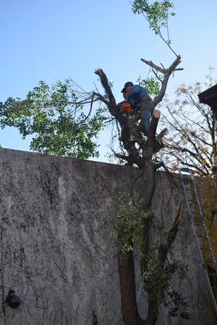 Poda de Altura y Nivelación de Terreno