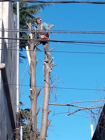 Servicio de Poda de Árboles en Buenos Aires