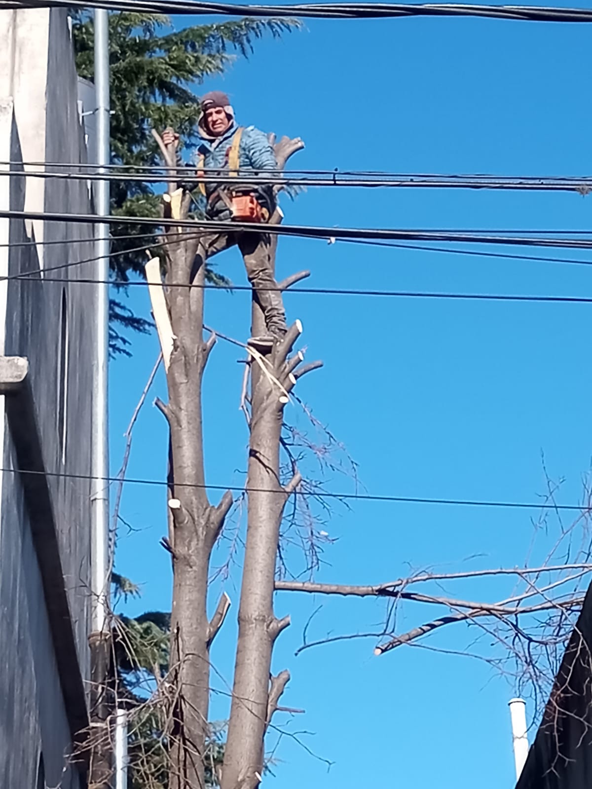 Servicio de Poda de Árboles en Buenos Aires
