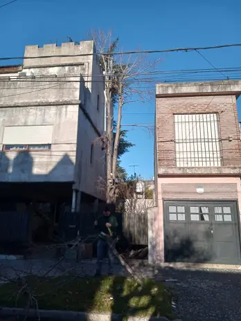 Servicio de Poda de Árboles en Buenos Aires