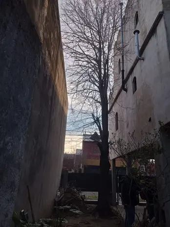 Servicio de Poda de Árboles en Buenos Aires
