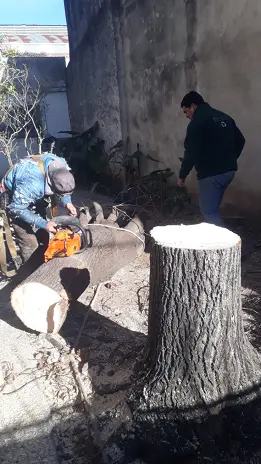 Servicio de Poda de Árboles en Buenos Aires