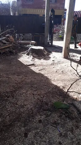 Servicio de Poda de Árboles en Buenos Aires