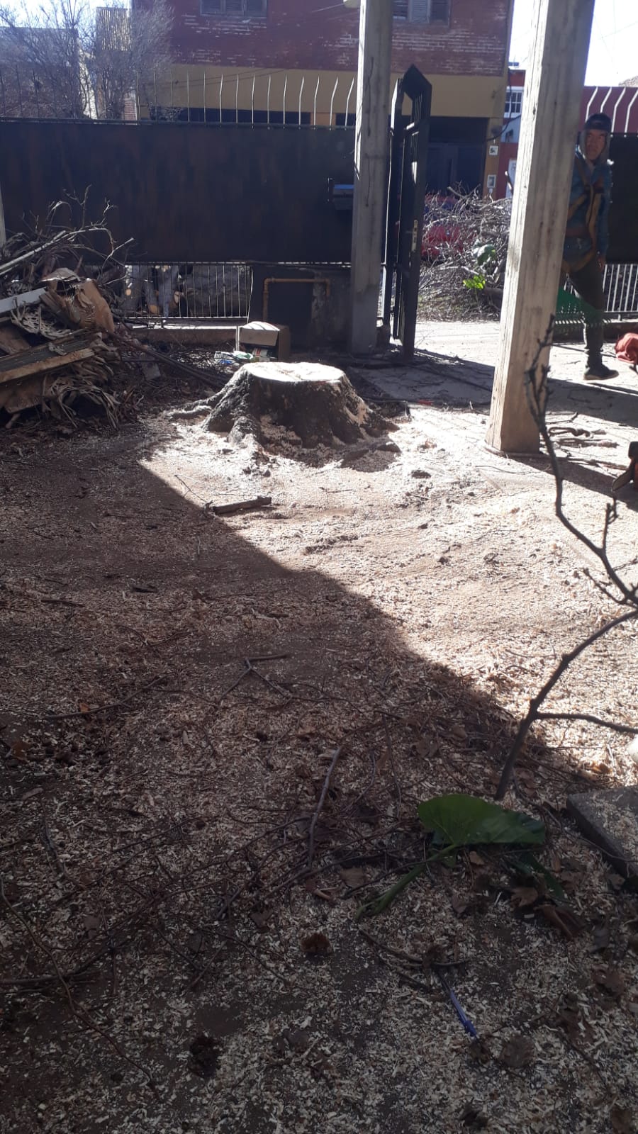 Servicio de Poda de Árboles en Buenos Aires