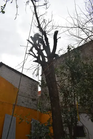 Servicio de Poda de Altura en San Martín, Buenos Aires. Caso Daniel