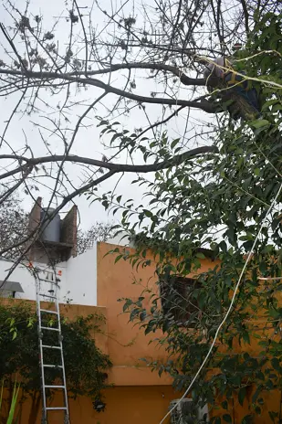 Servicio de Poda de Altura en San Martín, Buenos Aires. Caso Daniel