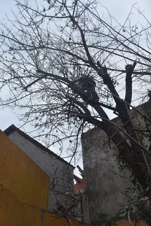 Servicio de Poda de Altura en San Martín, Buenos Aires. Caso Daniel