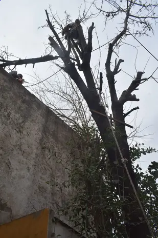 Servicio de Poda de Altura en San Martín, Buenos Aires. Caso Daniel