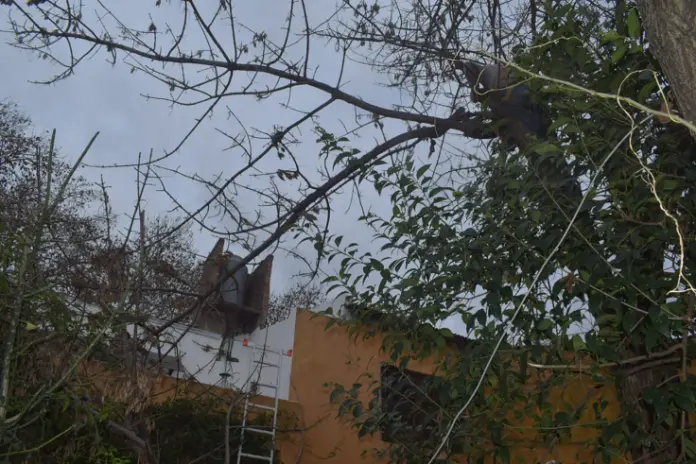 Servicio de Poda de Altura en San Martín, Buenos Aires. Caso Daniel