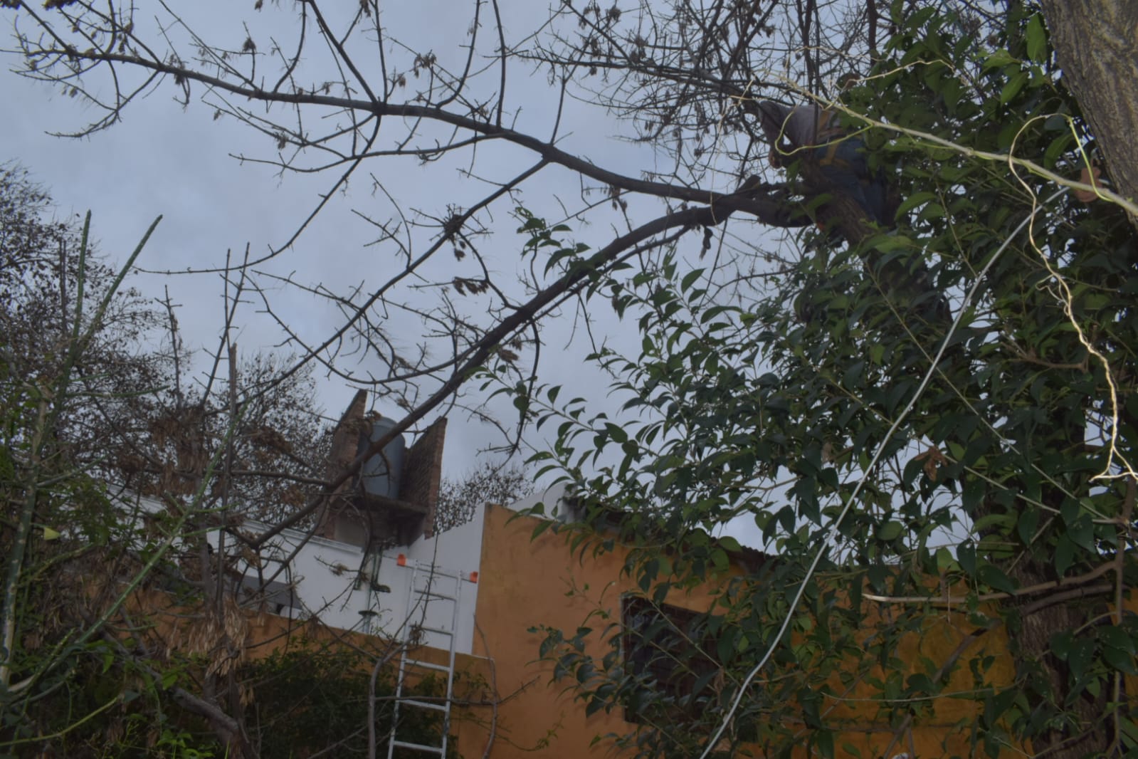Servicio de Poda de Altura en San Martín, Buenos Aires. Caso Daniel