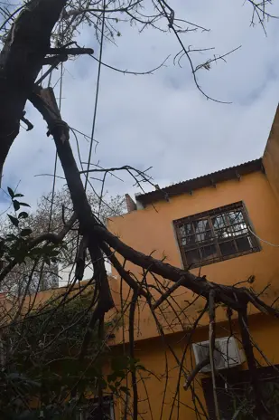 Servicio de Poda de Altura en San Martín, Buenos Aires. Caso Daniel