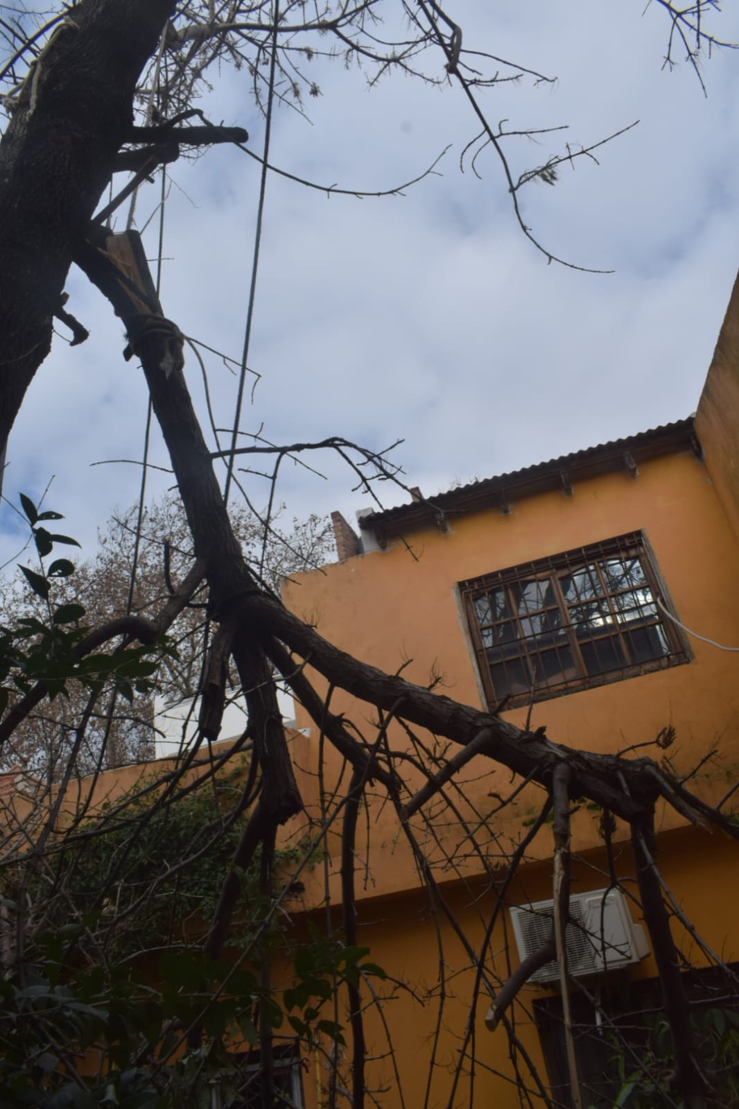 Servicio de Poda de Altura en San Martín, Buenos Aires. Caso Daniel