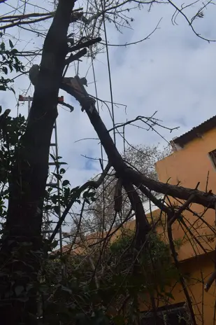 Servicio de Poda de Altura en San Martín, Buenos Aires. Caso Daniel
