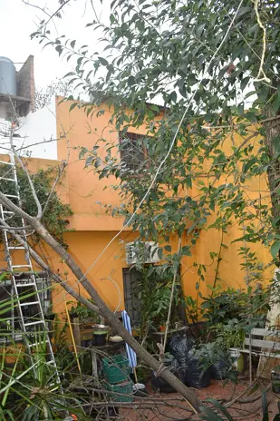 Servicio de Poda de Altura en San Martín, Buenos Aires. Caso Daniel