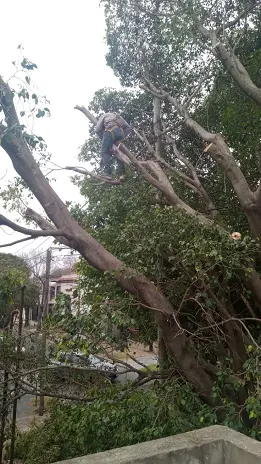 Servicio de Poda de Altura en San Martín, Buenos Aires. Caso Juan Carlos