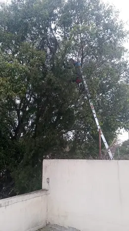 Servicio de Poda de Altura en San Martín, Buenos Aires. Caso Juan Carlos