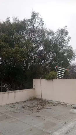 Servicio de Poda de Altura en San Martín, Buenos Aires. Caso Juan Carlos