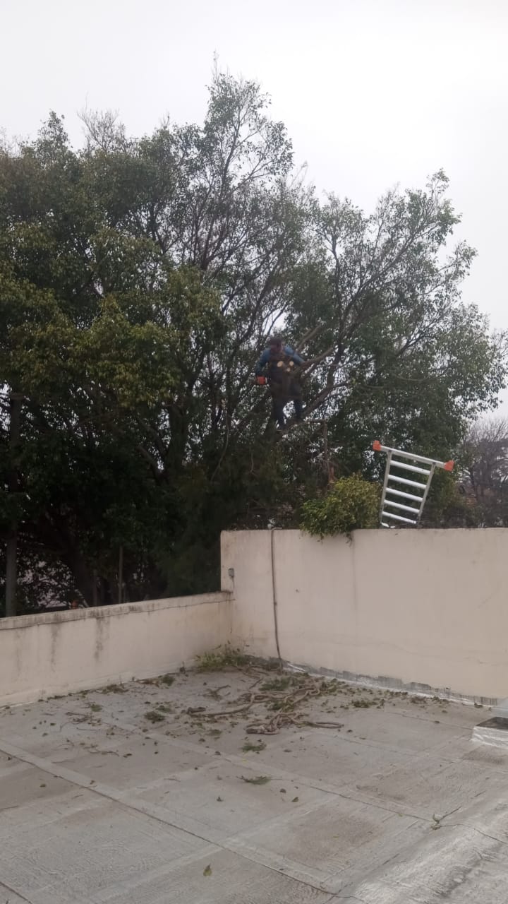 Servicio de Poda de Altura en San Martín, Buenos Aires. Caso Juan Carlos