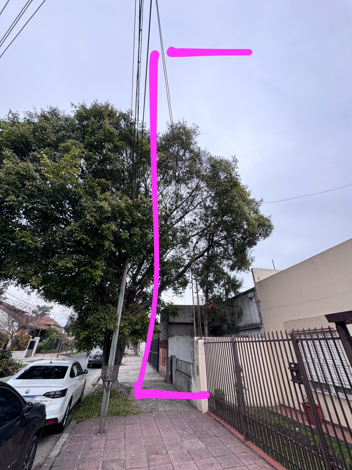Servicio de Poda de Altura en San Martín, Buenos Aires. Caso Juan Carlos
