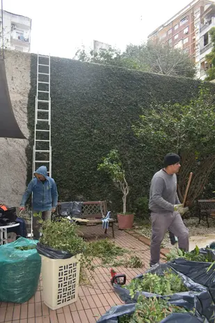 Poda de Enredaderas en Altura en un Consorcio de Parque Chacabuco