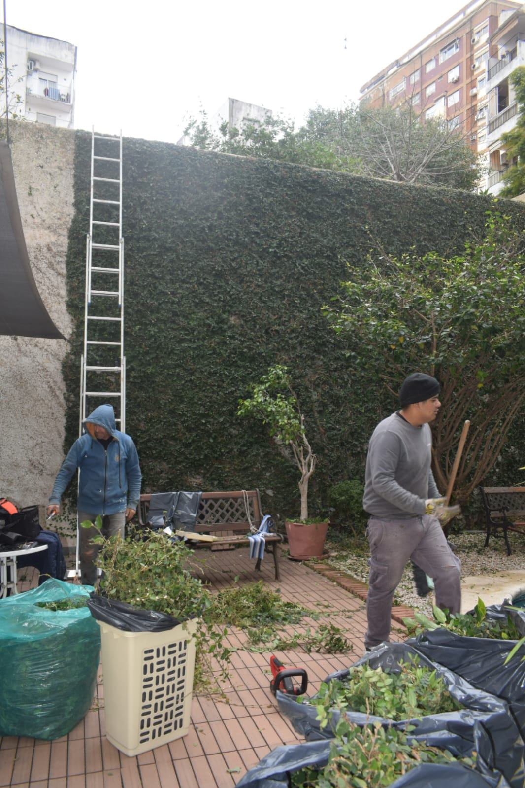Poda de Enredaderas en Altura en un Consorcio de Parque Chacabuco