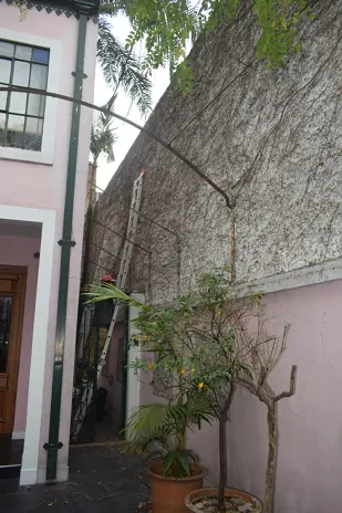 Poda de Enredaderas en Altura en una Vivienda de Abasto