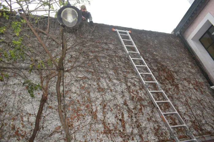 Poda de Enredaderas en Altura en una Vivienda de Abasto