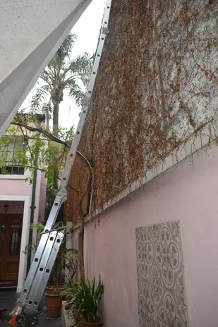 Poda de Enredaderas en Altura en una Vivienda de Abasto