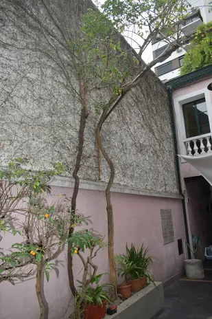 Poda de Enredaderas en Altura en una Vivienda de Abasto